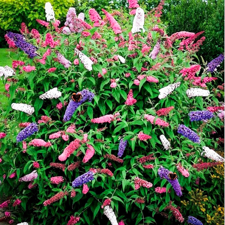 Trójkolorowa Budleja davidii Motyli Krzew 3 kolory